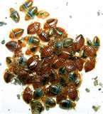 Where Do Bed Bugs Live Where Do Bed Bugs Live