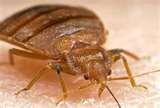 How To Kill Bed Bugs Naturally images
