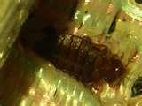 Freeze Bed Bugs pictures