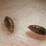 images of Exterminating Bed Bugs