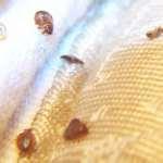 How To Kill Bed Bugs Naturally pictures