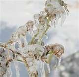 Bed Bugs Freezing images