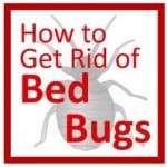 pictures of Getting Rid Of Bed Bugs Yourself