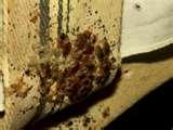 pictures of Where Do Bed Bugs Live pictures of Where Do Bed Bugs Live