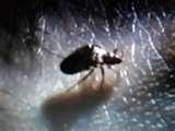 Bed Bug Fogger images