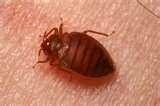 photos of Bed Bug Vacuum