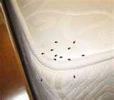 Bites From Bed Bugs images