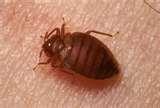 Where Do Bed Bugs Come From photos