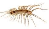 photos of What To Do About Bed Bugs