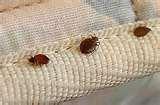 Exterminate Bed Bugs pictures