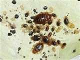 Bed Bug Traps photos