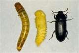 images of Bed Bugs Exterminators