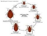 How To Treat Bed Bugs Bites images How To Treat Bed Bugs Bites images