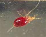 images of Bed Bugs Ohio images of Bed Bugs Ohio