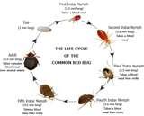 pictures of Bed Bug Life Cycle