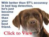 Bed Bug Dogs For Sale pictures