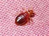 Bed Bug Exterminator Cost photos