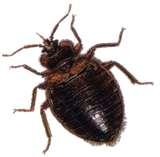 Bed Bugs Detection photos