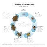 photos of Bed Bug Life Cycle