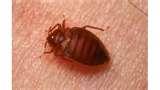 photos of Bed Bugs In Nyc Hotels