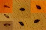 photos of How To Treat Bed Bugs Bites photos of How To Treat Bed Bugs Bites