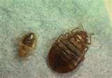 Bed Bugs Ohio images Bed Bugs Ohio images