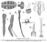 Bed Bug Pictures pictures