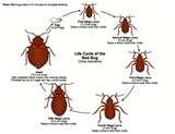 Bugs In Bed photos