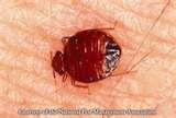 pictures of Bed Bug News