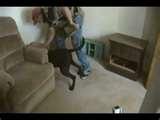Bed Bug Pictures