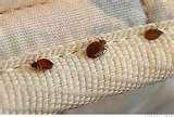 photos of Kill Bed Bugs Yourself