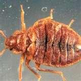 Bed Bugs Ohio photos Bed Bugs Ohio photos