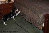 images of Bed Bugs Detection