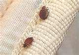 Bed Bug Kill Bed Bug Kill