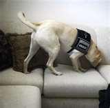 Bed Bugs Detection pictures