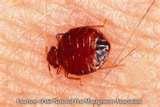 photos of Bed Bugs Exterminators