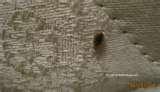 Bed Bug Kill Bed Bug Kill