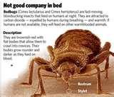 Bed Bugs Detection images