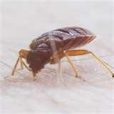 Bed Bug Reports images