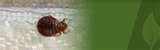 Bed Bug Solutions images