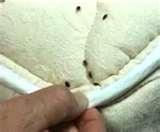 images of Bed Bug Solutions