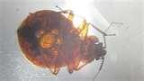 photos of Bed Bug News