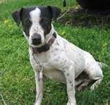 photos of Bed Bug Dogs For Sale
