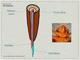 images of How To Treat Bed Bugs Bites images of How To Treat Bed Bugs Bites