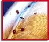 images of Exterminate Bed Bugs