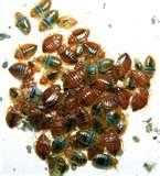 Exterminate Bed Bugs images