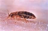 Bed Bugs Image photos