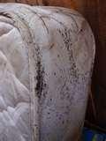 Bed Bug Reports photos