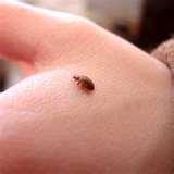 Bed Bugs Exterminators