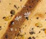 Get Rid Of Bed Bugs Yourself photos